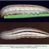 hipparchia pellucida daghestan larva5c